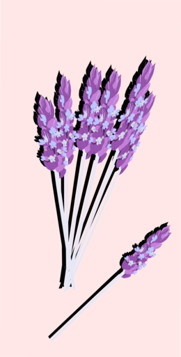 Illustrated Lavender Bouquet PNG