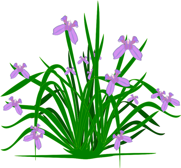 Illustrated Lavender Plant PNG
