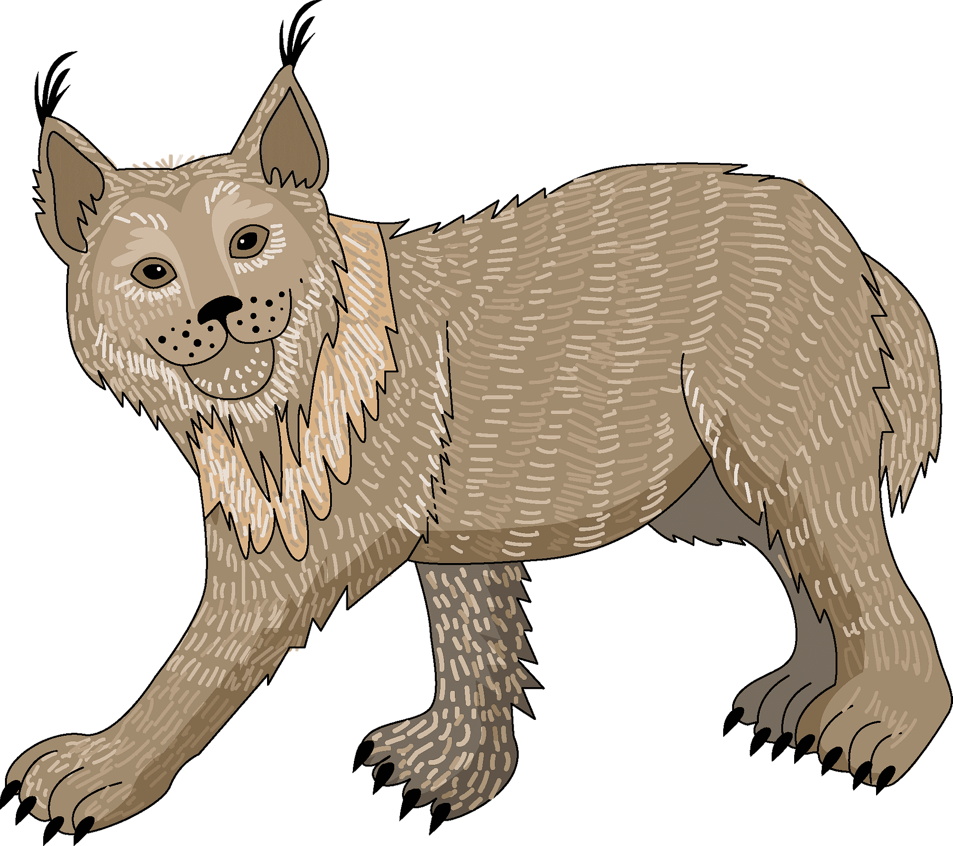 Illustrated Lynx Wild Cat PNG
