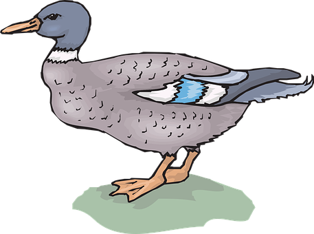Illustrated Mallard Duck Standing PNG