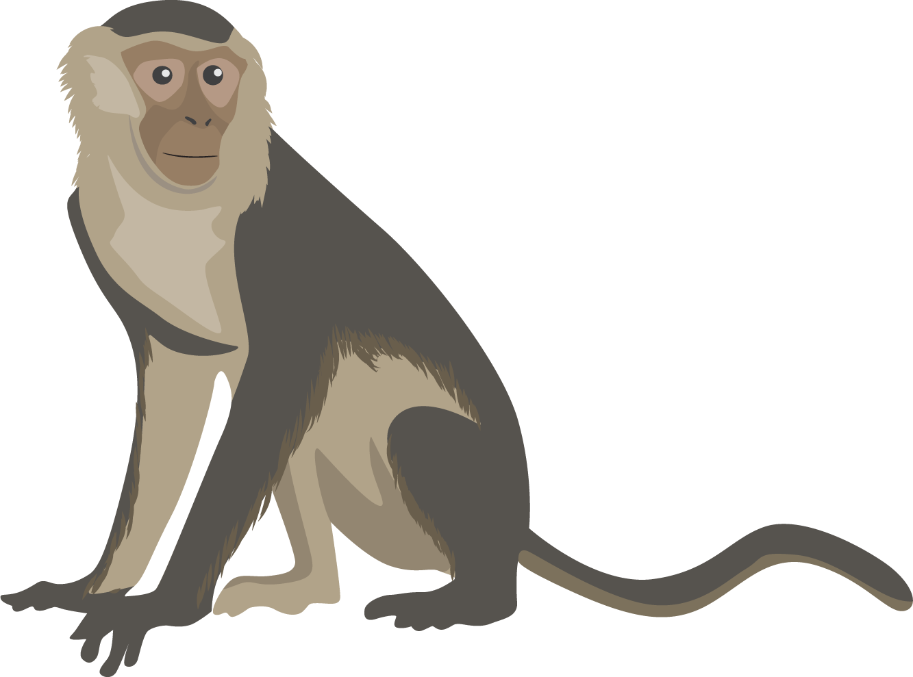 Illustrated Monkey Graphic PNG