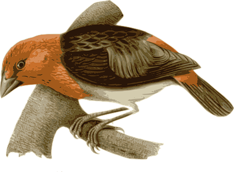 Illustrated Orange Bird Graphic PNG