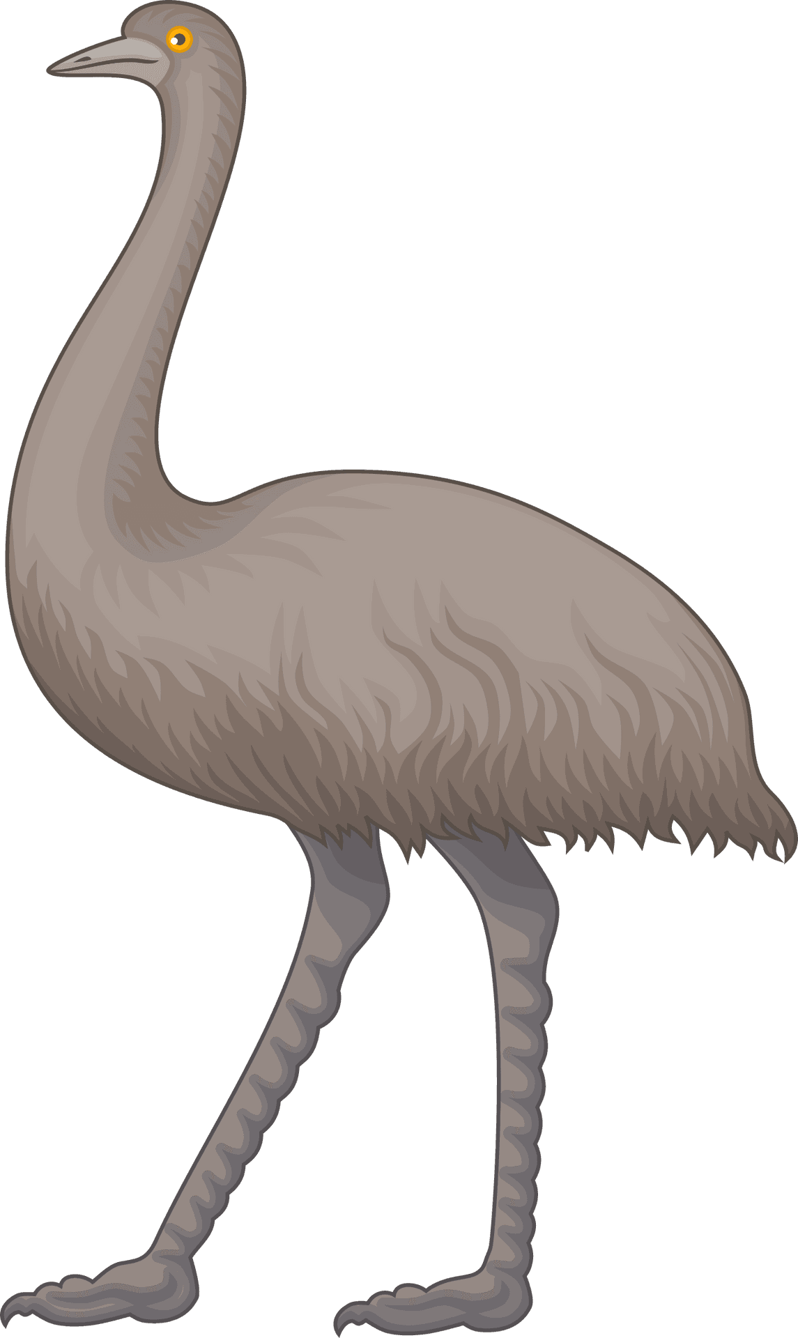 Illustrated Ostrich Standing PNG