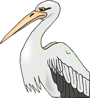 Illustrated Pelican Graphic PNG