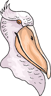 Illustrated Pelican Head Profile PNG
