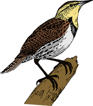 Illustrated Perching Bird PNG