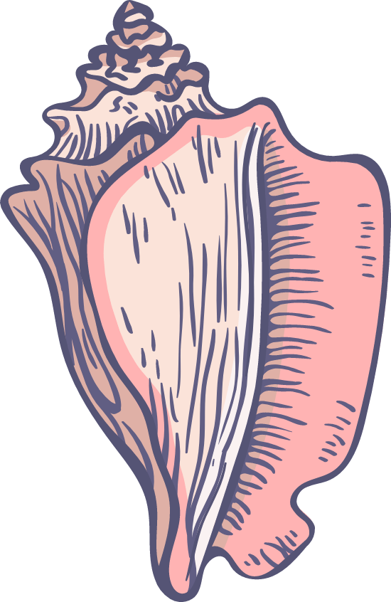 Illustrated Pink Conch Shell PNG
