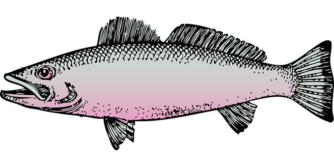 Illustrated Pink Salmon PNG