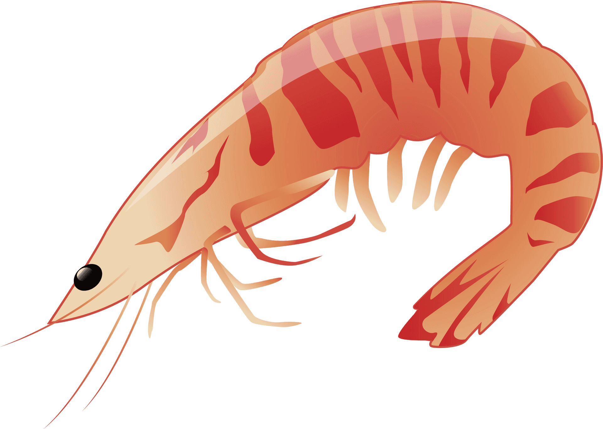 Download Illustrated Prawn Graphic | Wallpapers.com