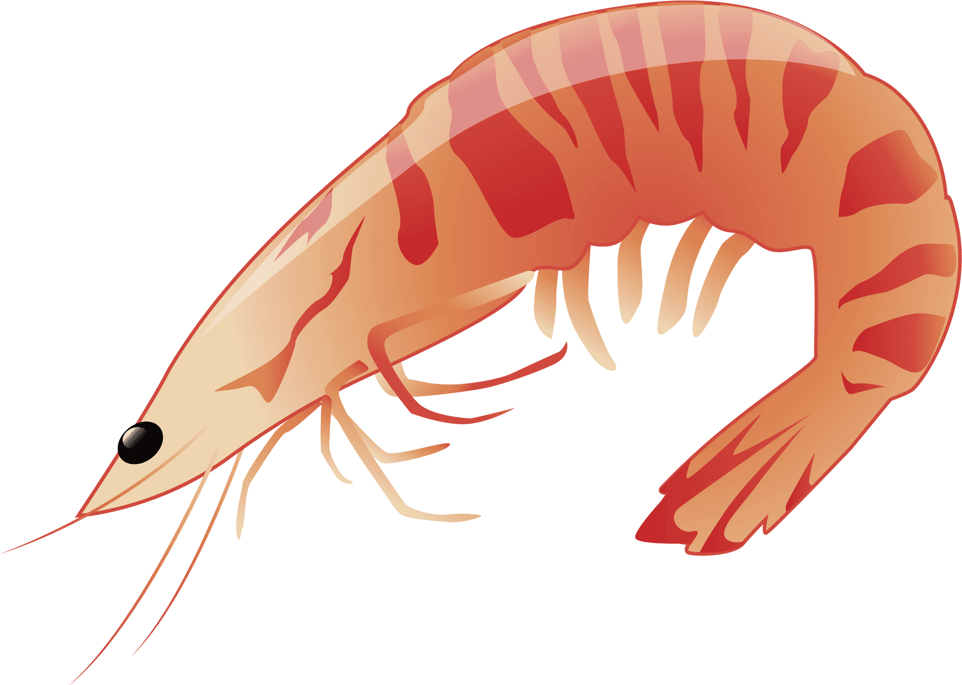 Illustrated Prawn Graphic PNG