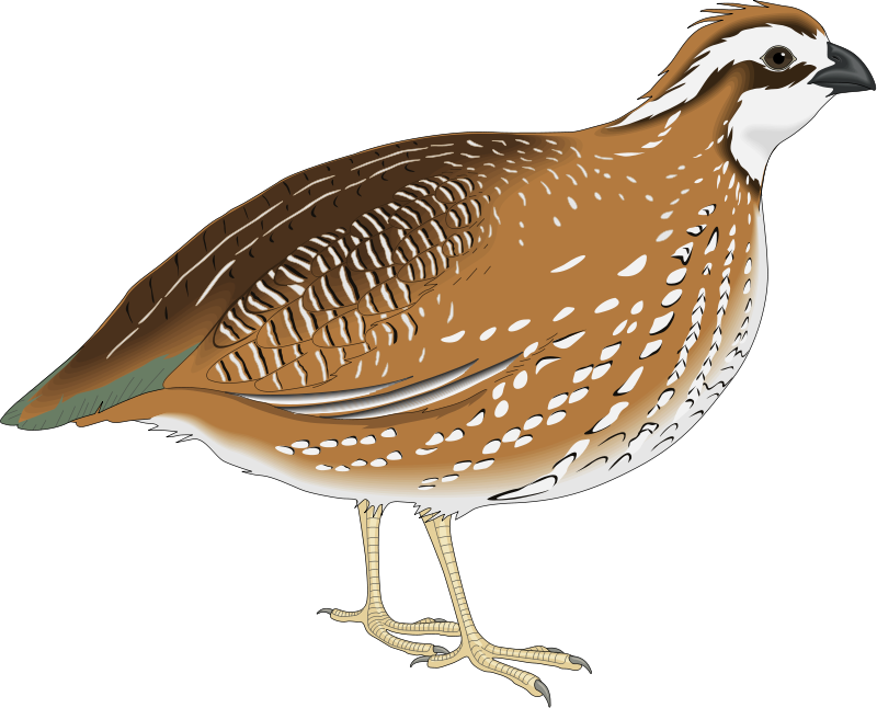 Illustrated Quail Side View PNG