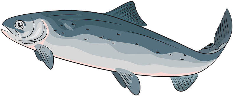 Illustrated Salmon Side View PNG