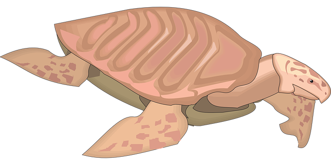 Illustrated Sea Turtle Graphic PNG