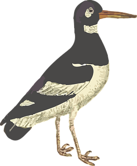 Illustrated Seabird Standing PNG