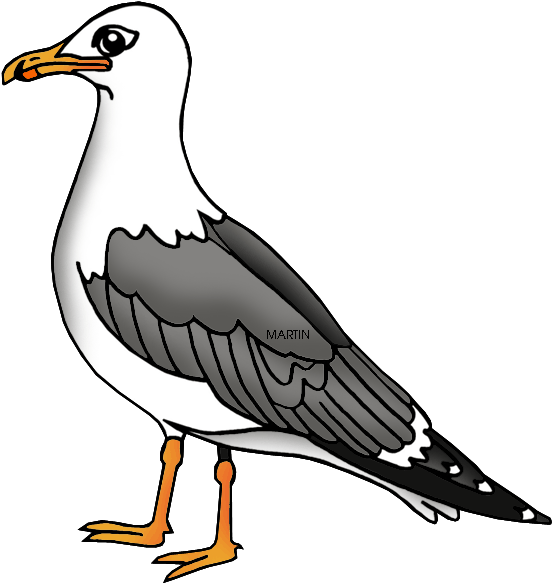 Illustrated Seagull Standing PNG