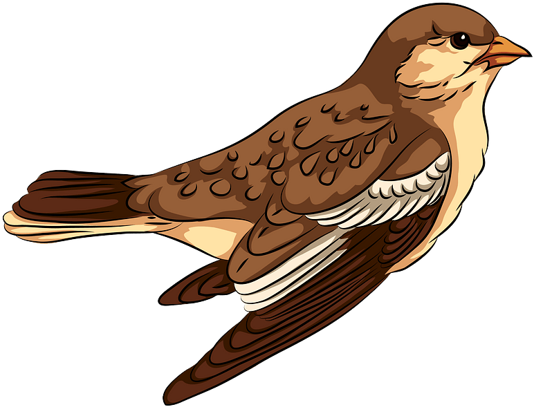 Illustrated Sparrow Profile PNG