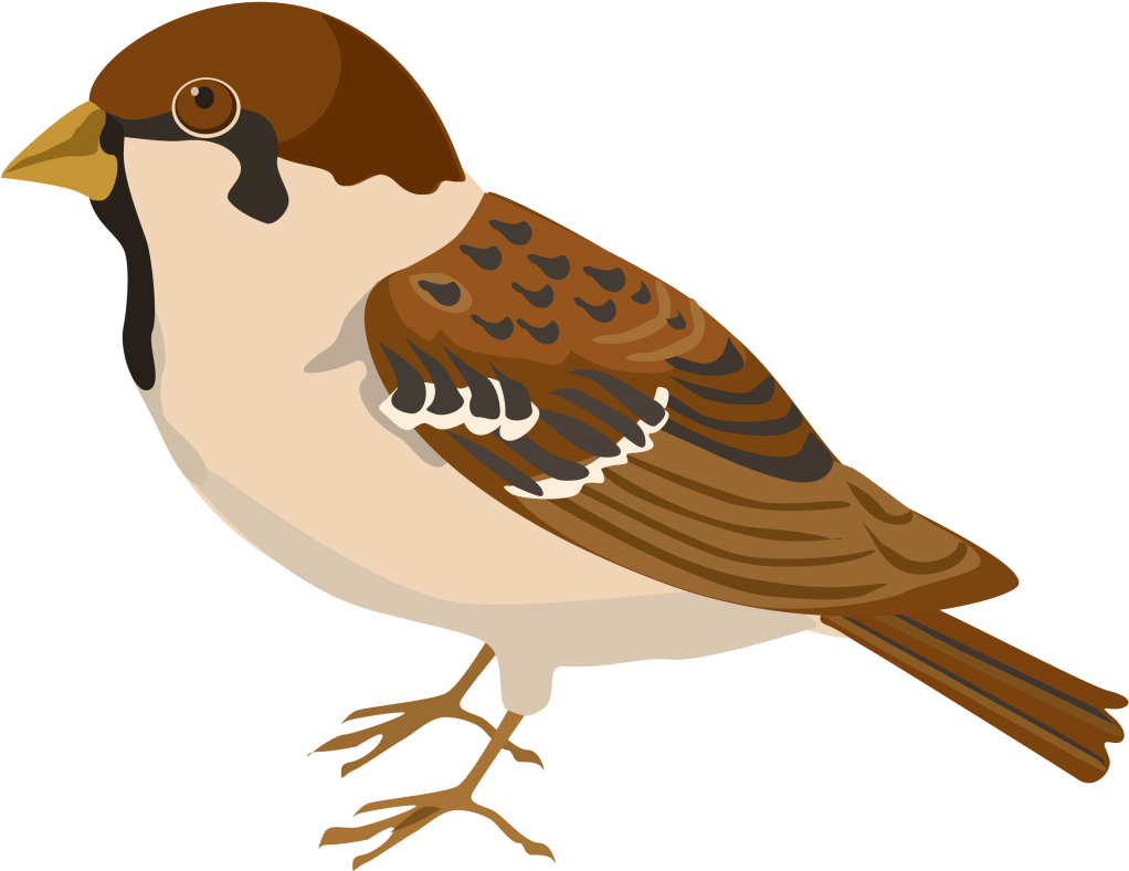 Illustrated Sparrow Profile PNG