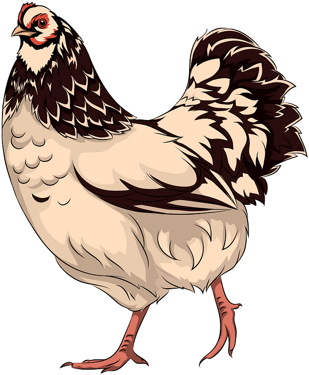 Illustrated Speckled Hen PNG