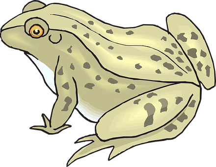 Illustrated Spotted Frog PNG