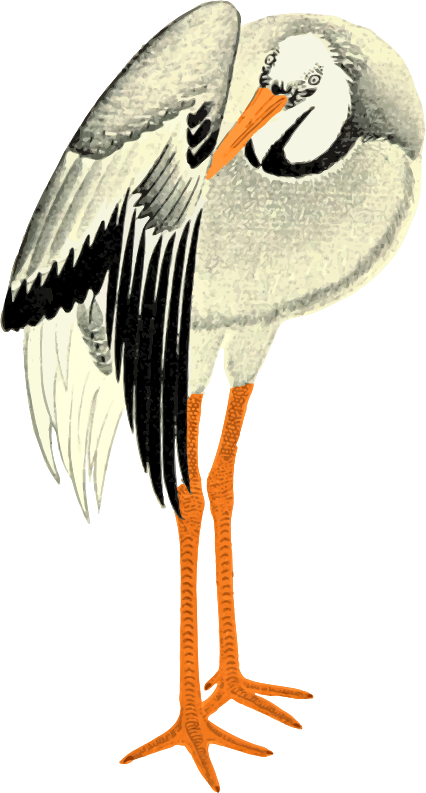 Illustrated Standing Stork PNG