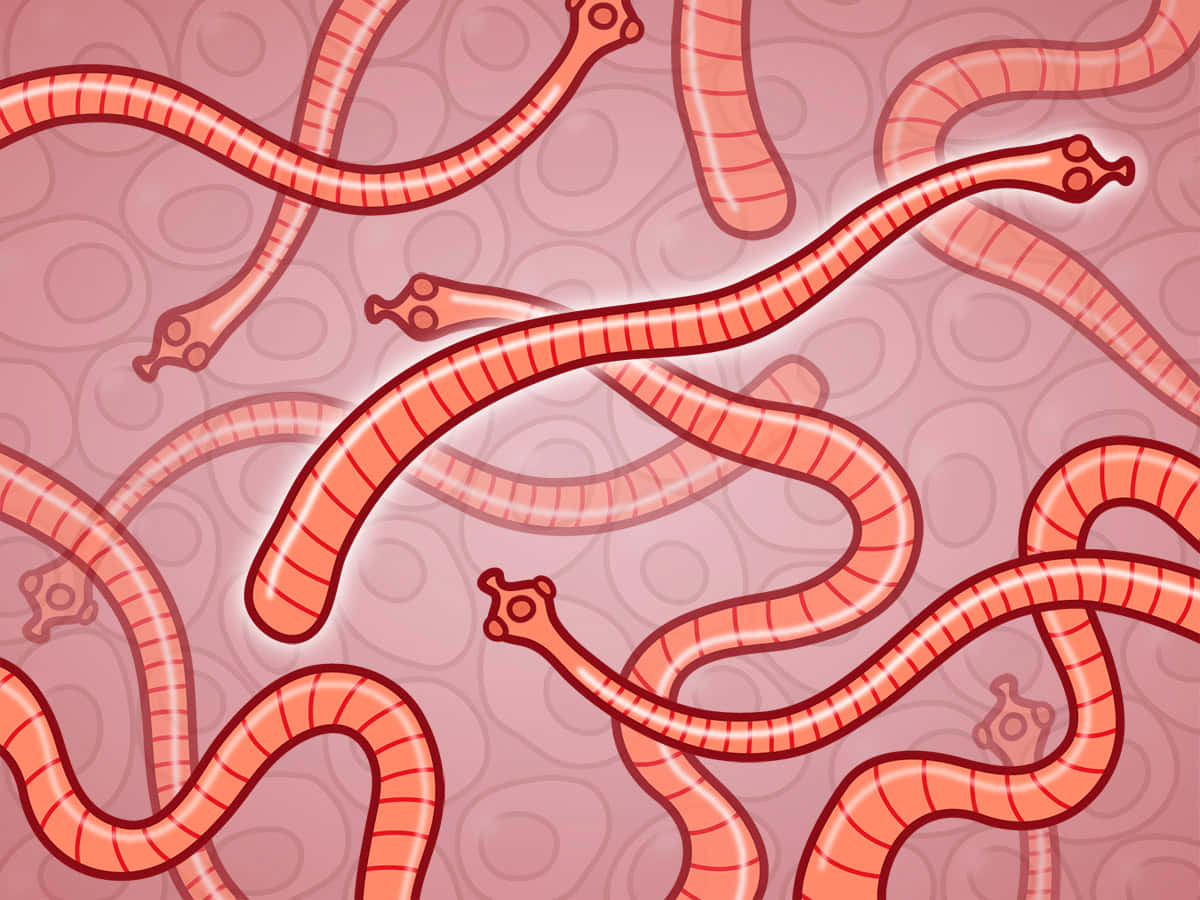 Illustrated Tapeworms Intestinal Background Wallpaper