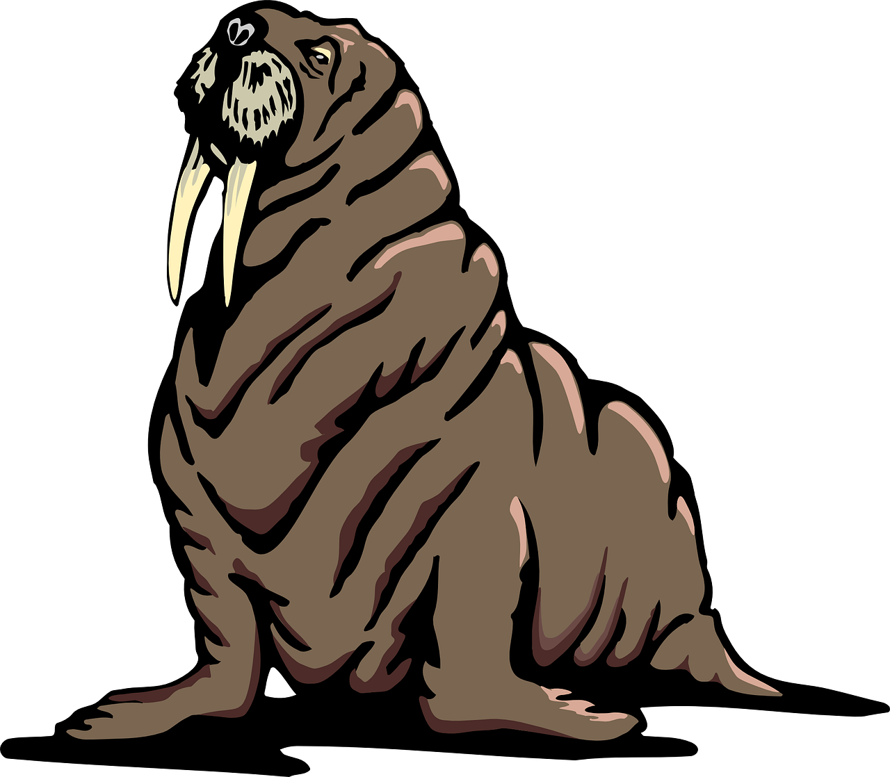 Download Illustrated Walrus Graphic