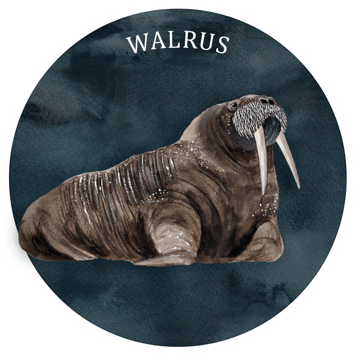 Illustrated Walrus Portrait PNG