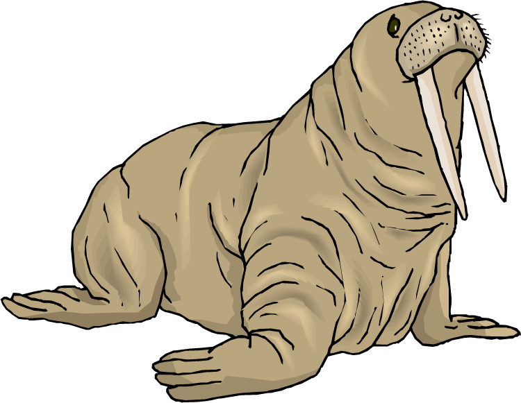 Illustrated Walruswith Tusks PNG