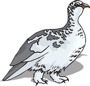 Illustrated White Grouse PNG