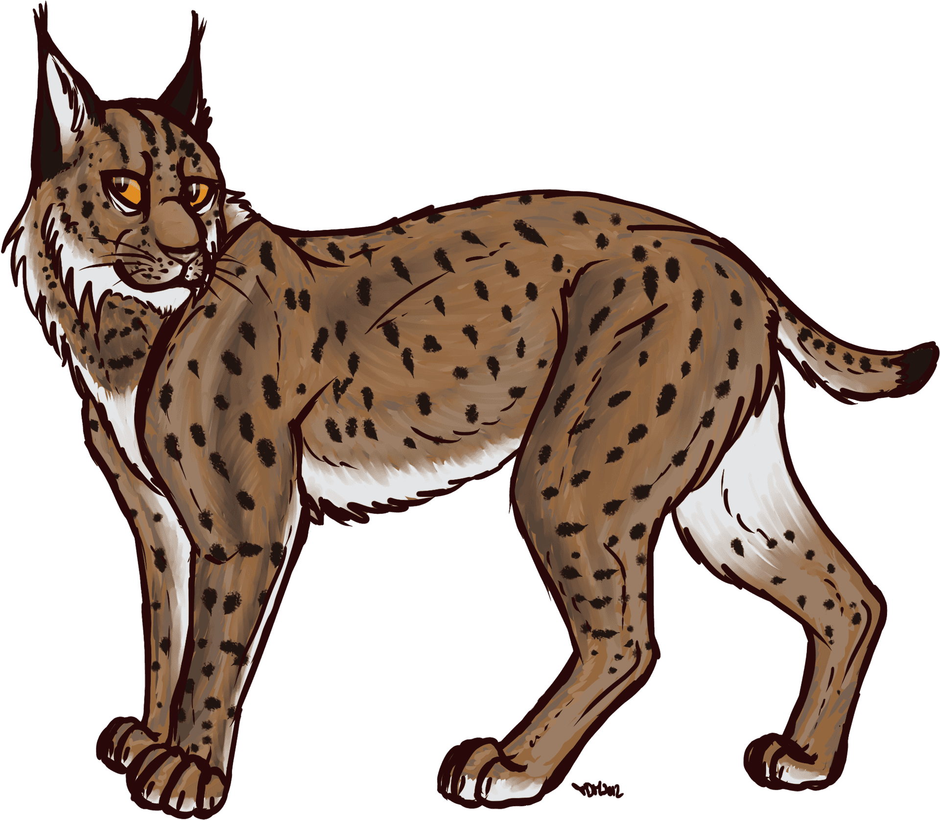 Illustrated Wild Lynx Walking PNG