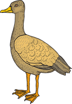 Illustrated Yellow Billed Duck Standing PNG