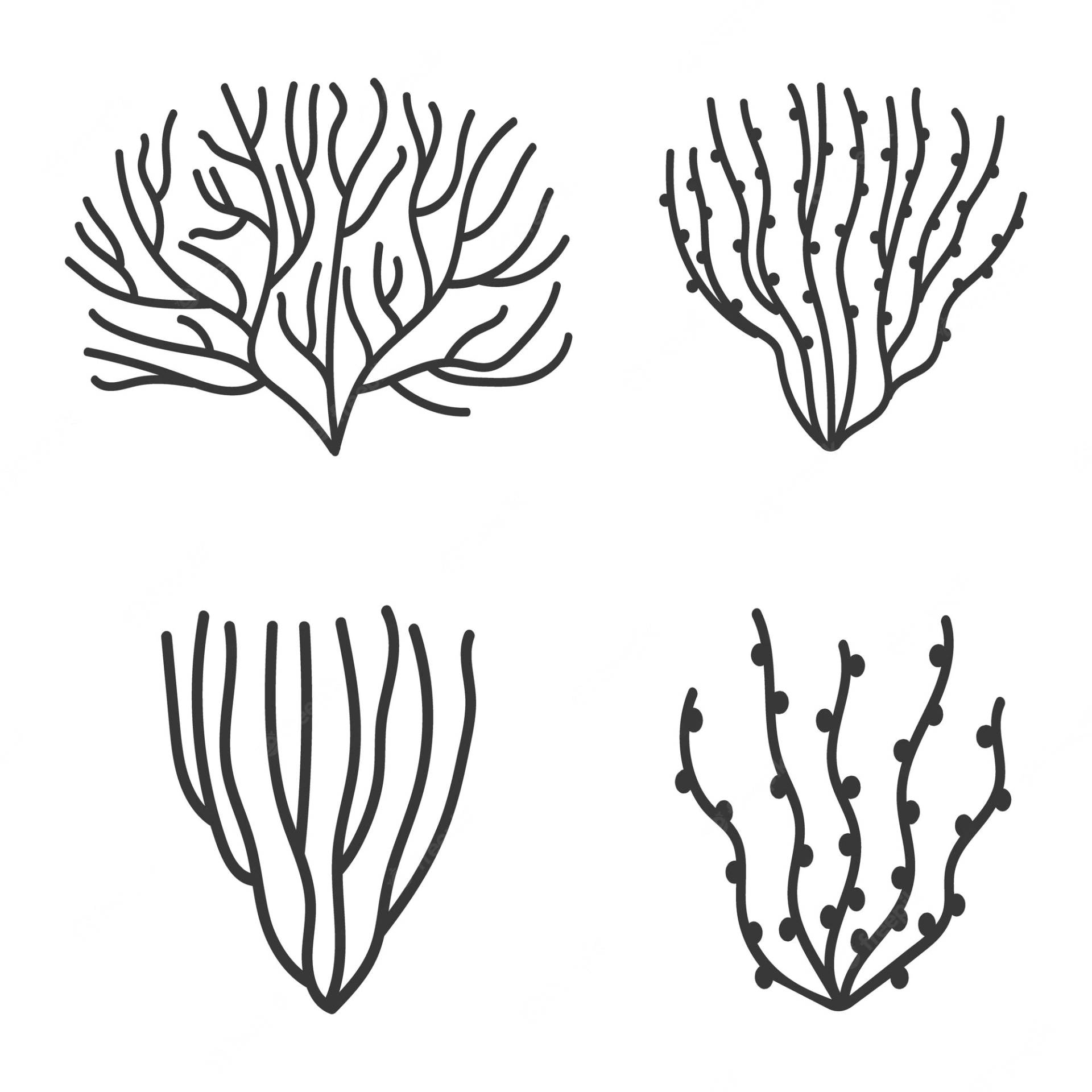 Illustration Coral Wallpaper