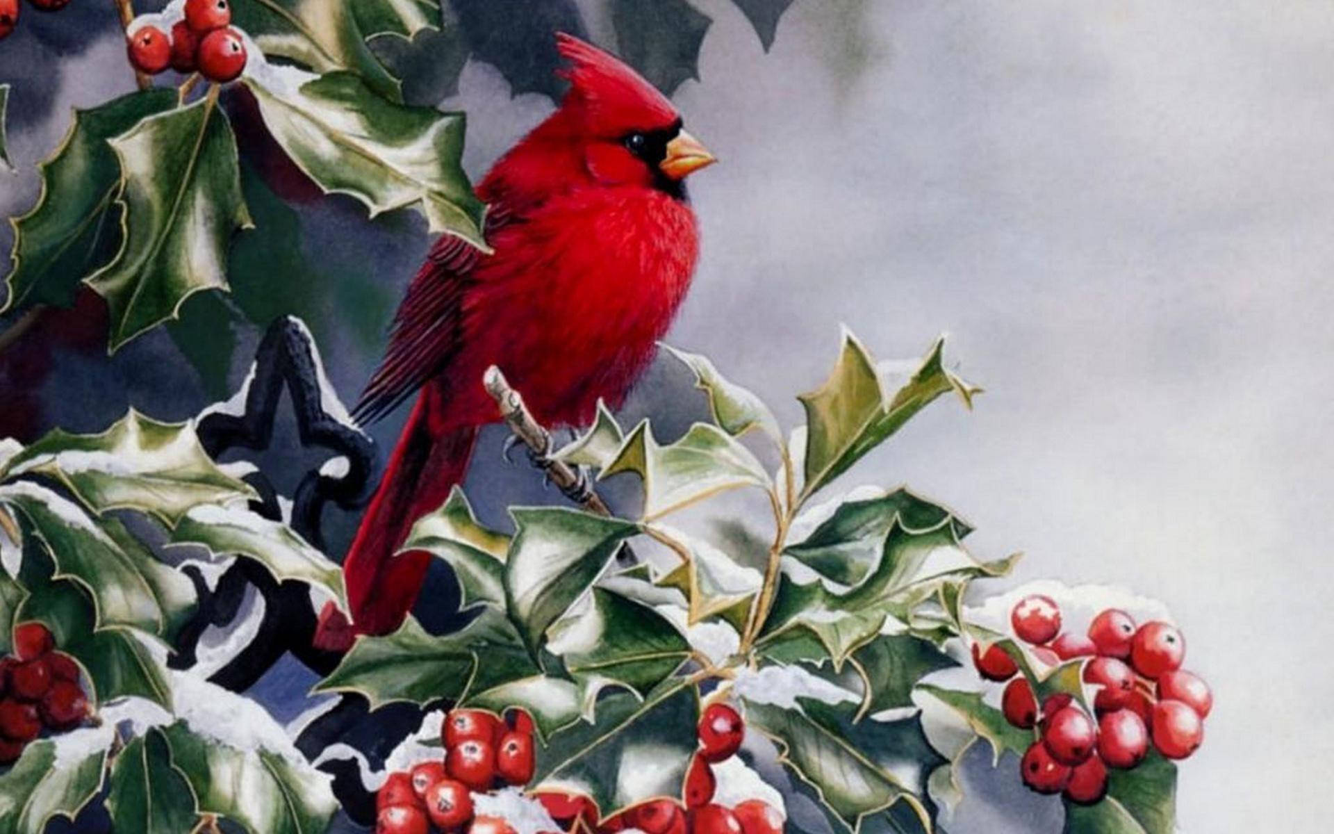 Illustration Of Cardinal Wallpaper