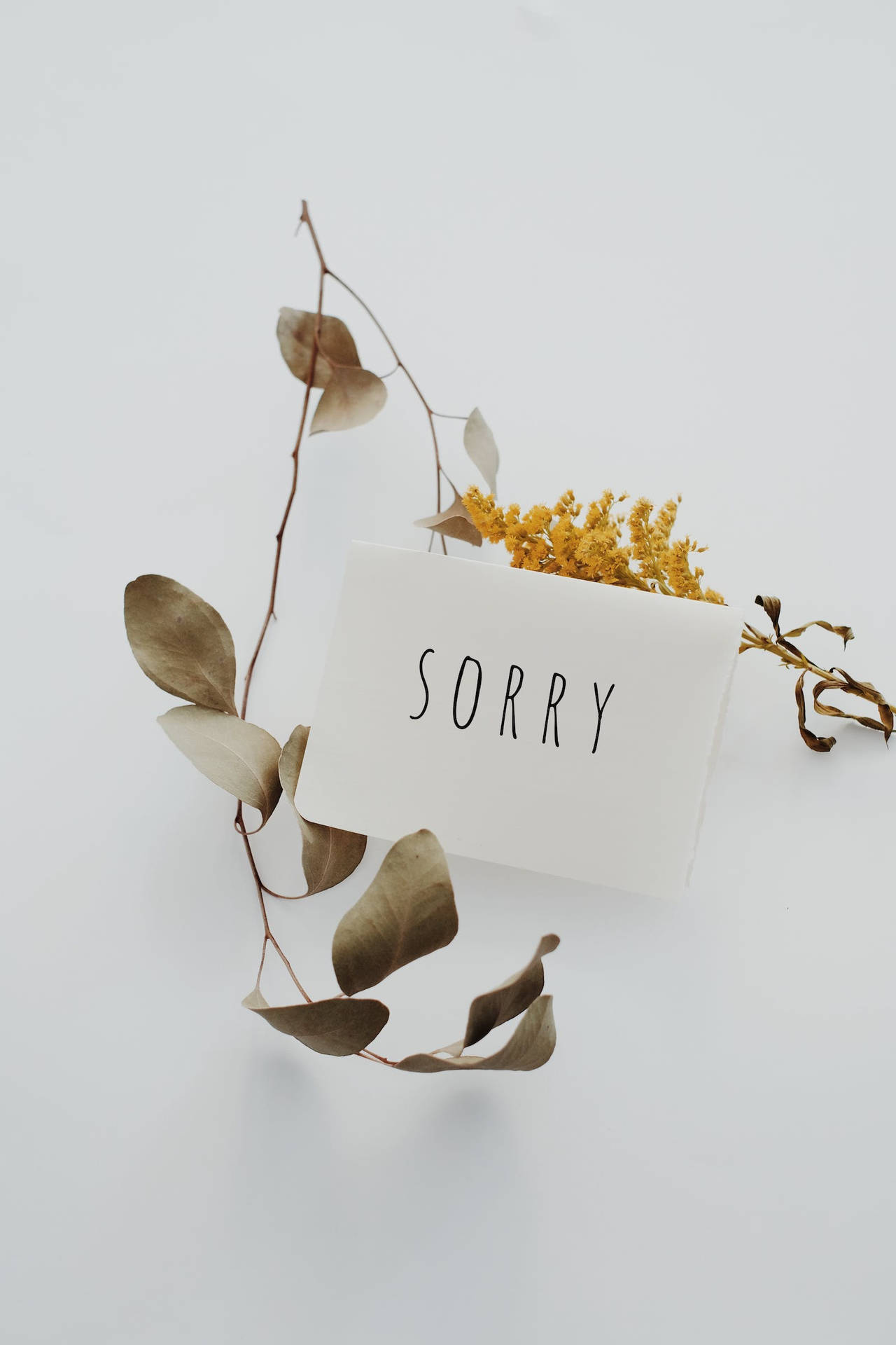 Im Sorry Postcard And Flowers Wallpaper