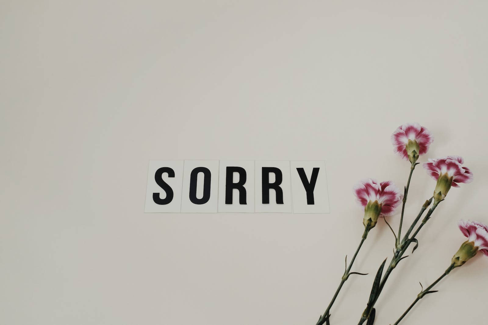 Im Sorry With Carnation Flowers Wallpaper
