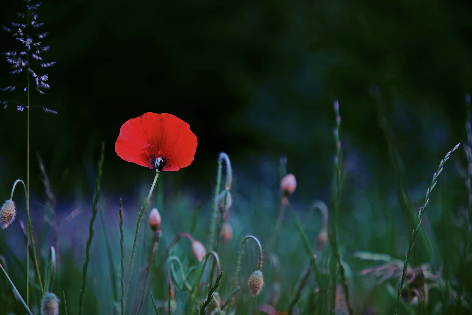 a red poppy is standing in the grass