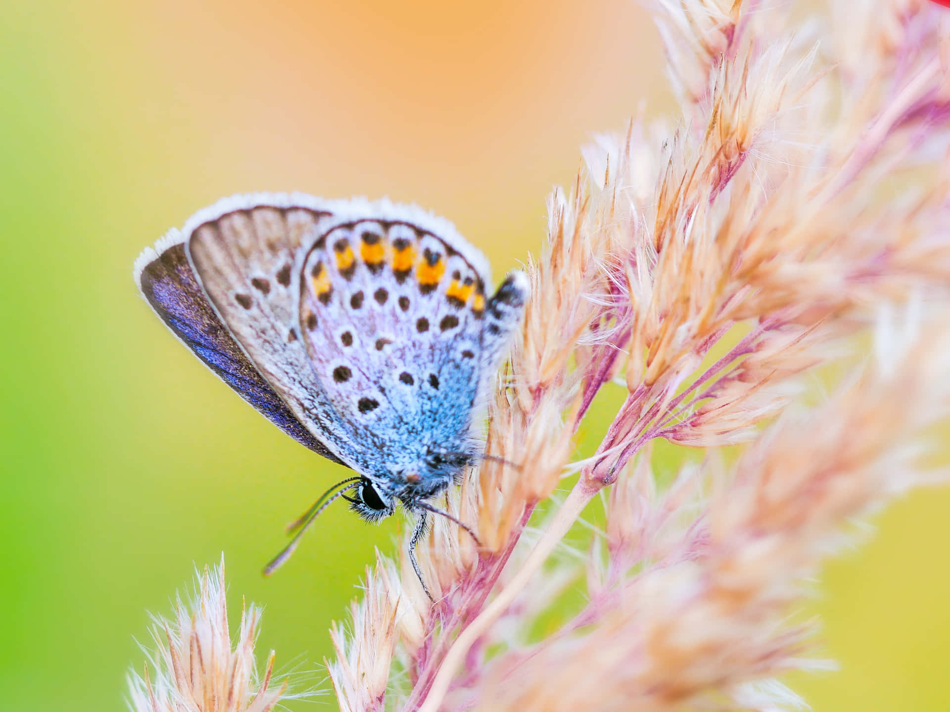 Einblauer Schmetterling Sitzt Auf Einer Pflanze.
