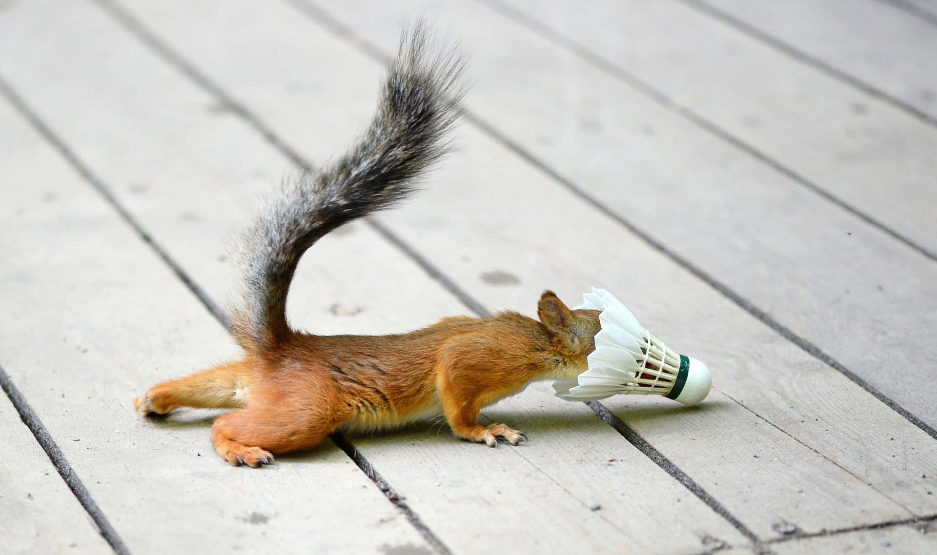 Imagemde Badminton Com 2571 X 1524 Pixels