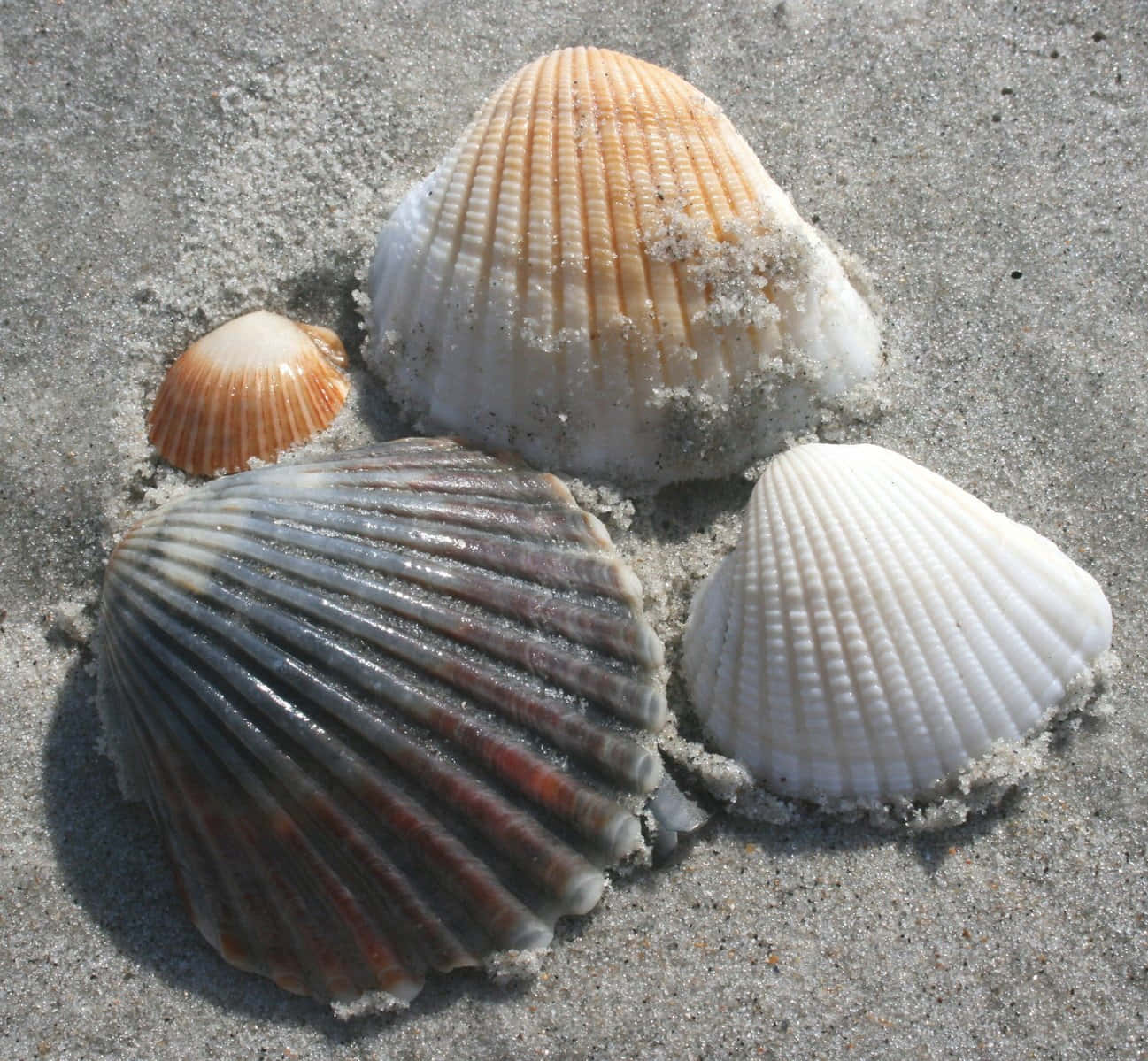 Imagemdo Shell 1297 X 1199