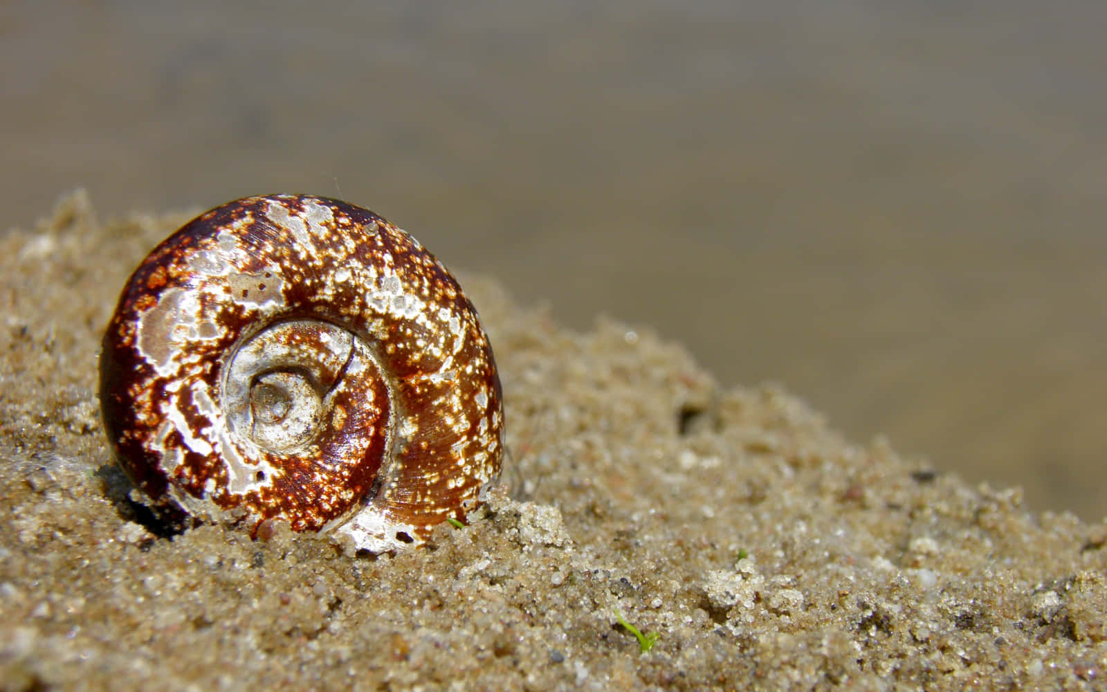 Imagemshell 1600 X 1000