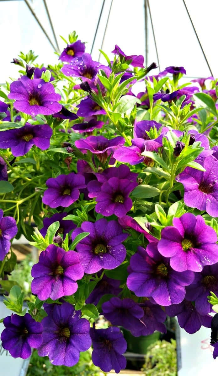 Imagende Flores De Calibrachoa Violeta