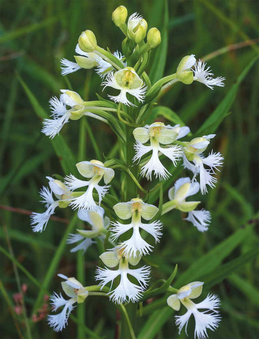 Imagende Flores De Orquídeas Blancas Con Flecos