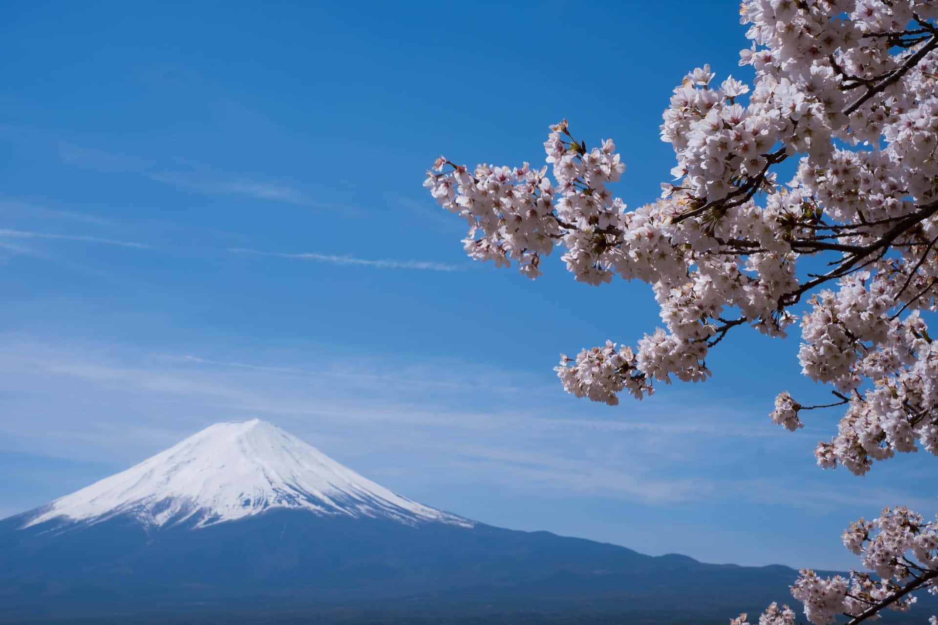 Imagende Rama De Cerezo En Flor Con El Monte Fuji