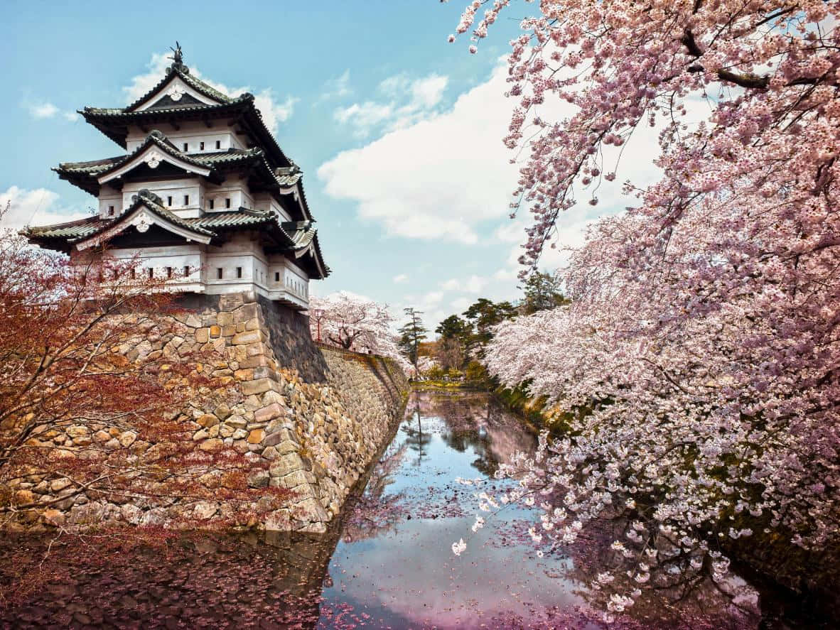 Imagende Sakura En El Castillo De Hirosaki