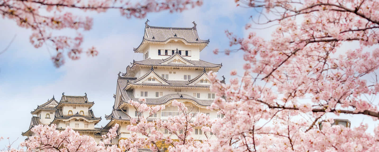 Imagendel Castillo De Himeji Con Cerezos En Flor