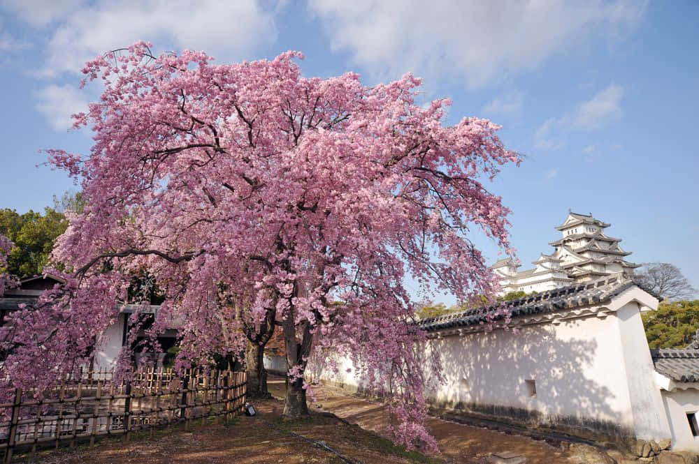 Imagendel Castillo De Himeji Con Un Árbol De Cerezos En Flor.