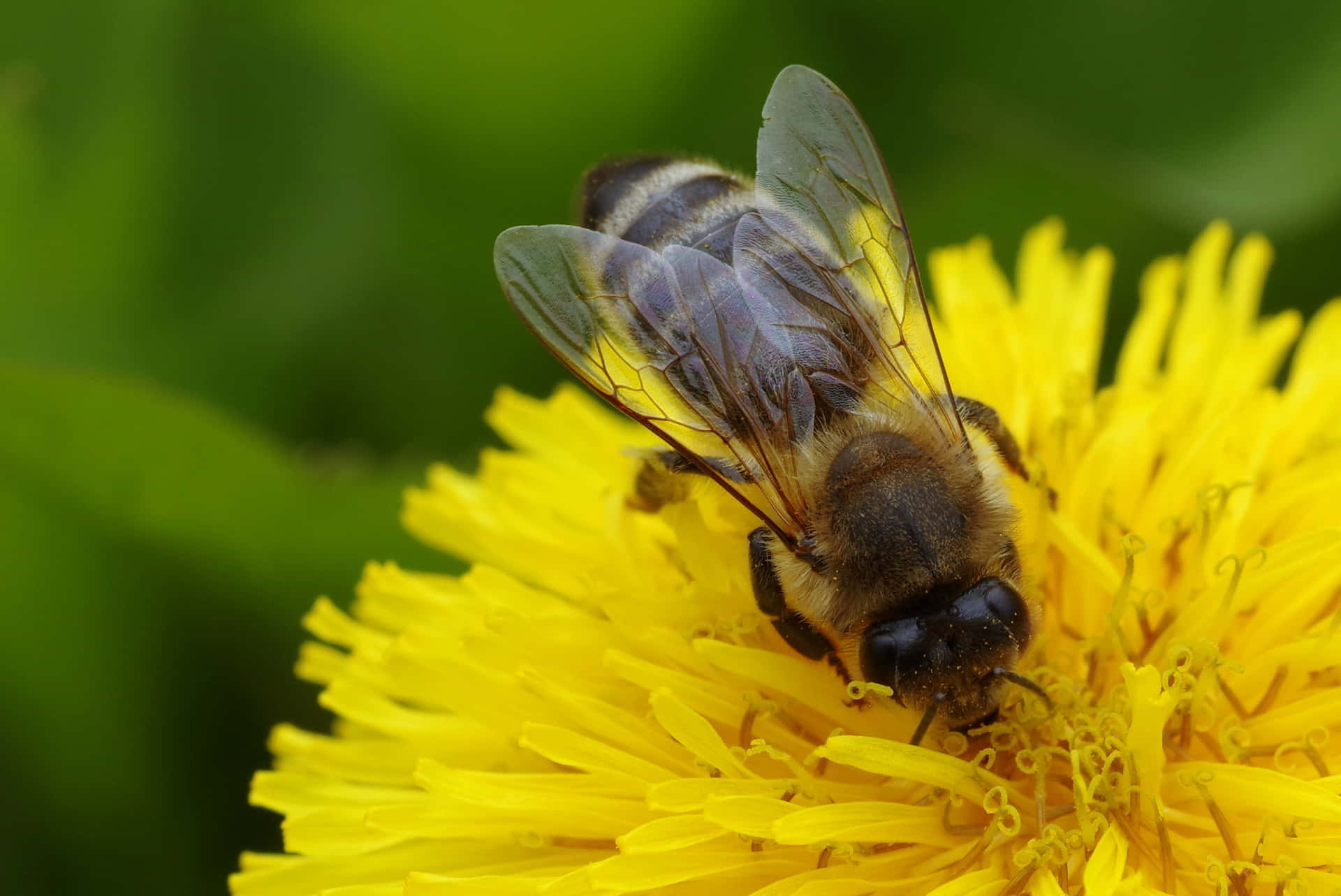 Descargar Imágenesde Abejas | Wallpapers.com