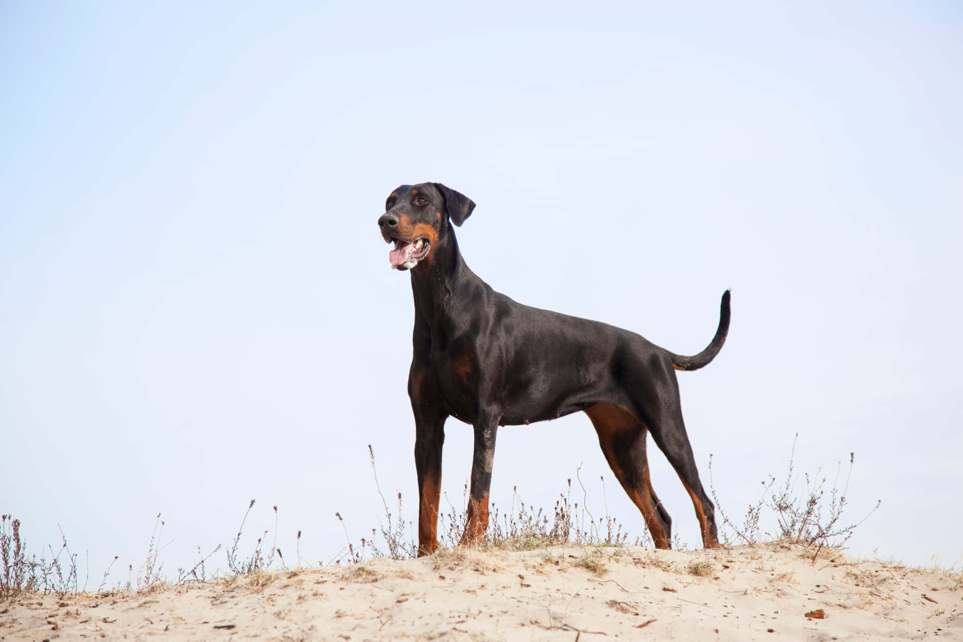 Imágenesde Doberman