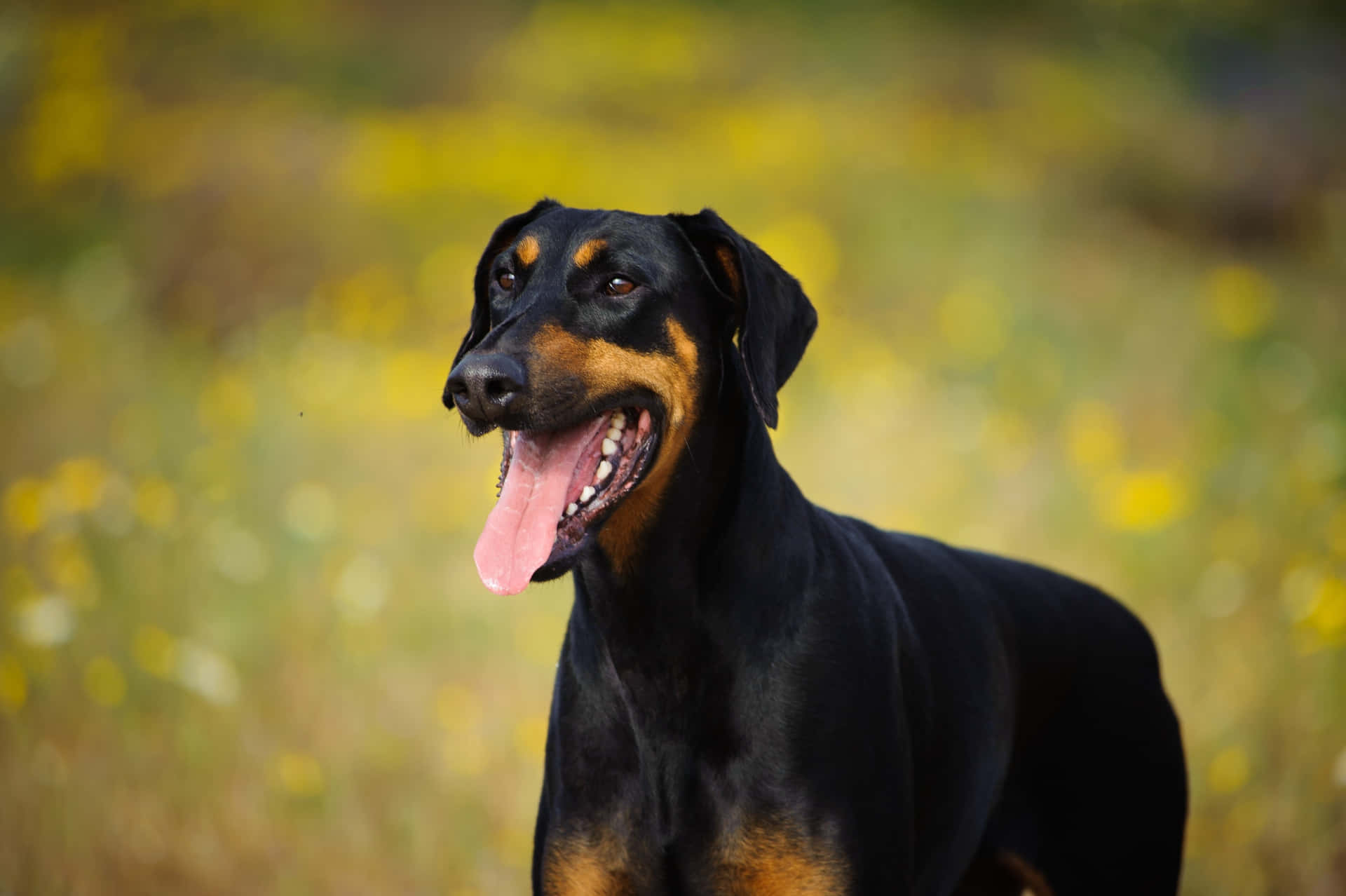 Imágenesde Doberman