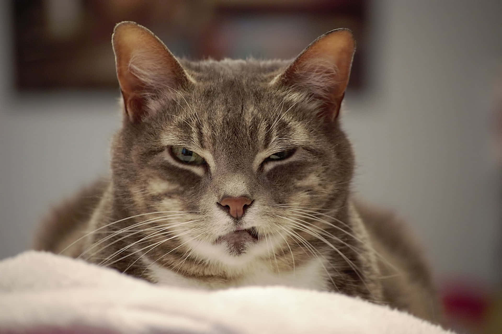 Imágenesde Grumpy Cat